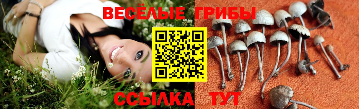 Галлюциногенные грибы MAGIC MUSHROOMS  Псилоцибиновые грибы Psilocybine cubensis  Химки  Вход с VPN 